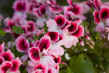 Beautiful pink and purple Pelargonium flowers in a pot. Closeup Pelargonium flowers
