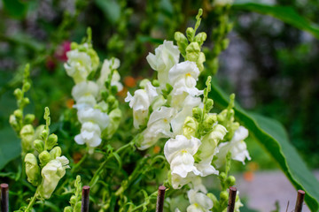 Many white dragon flowers or snapdragons or Antirrhinum in a sunny spring garden, beautiful outdoor floral background photographed with soft focus.