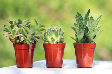 Succulent plants with green summer background.