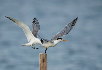 Greater Crested Tern pushing to perch at Busaiteen coast, Bahrain