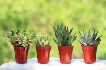 Succulent plants with green summer background.