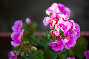 Fototapeta na wymiar Pink geranium with green leaves. Close-up