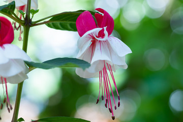 Fuchsie 