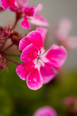 Fototapeta na wymiar Pink pelargonium grandiflorum Flower. Blurry background close up shots