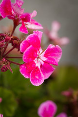 Pink pelargonium grandiflorum Flower. Blurry background close up shots