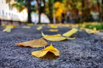 autumn leaves on the ground
