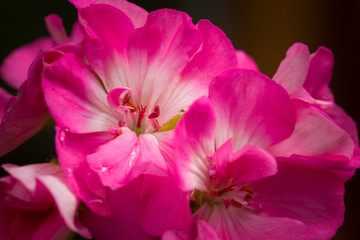 Fototapeta na wymiar Bright pink geranium flowers close-up