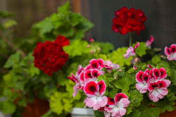 Beautiful pink, purple and red Pelargonium flowers in a pot. Closeup Pelargonium flowers