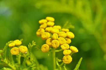 Close-up of yellow Tansy flowers (Tanacetum vulgare).