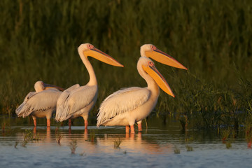 Singles and groups of great white pelican (Pelecanus onocrotalus) are photographed standing in blue water against a backdrop of green aquatic vegetation in soft evening light.