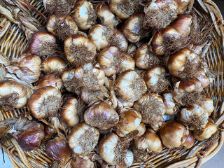 Closeup of isolated smoked garlic bulbs in basket