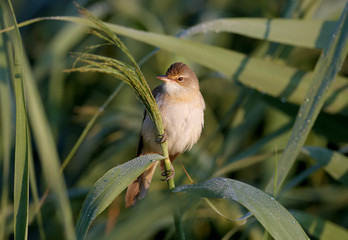 A lone great reed warbler (Acrocephalus arundinaceus) photographed very close-up in its natural habitat