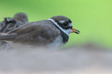 A common ringed plover or ringed plover (Charadrius hiaticula) close up a wading bird in the summer at Wasit Wetlands in the United Arab Emirates.