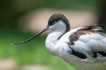 A pied avocet close up (Recurvirostra avosetta) a large black and white wader in the avocet and stilt family