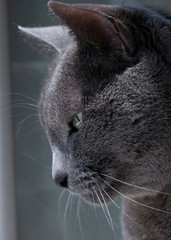 The Russian blue cat looks out of the window with a skeptical, wise and indifferent attitude. A meaningful cat profile.