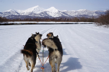 sled dogs, dog racing in Kamchatka