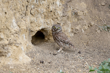 Adult birds and little owl chicks (Athene noctua) are photographed at close range closeup on a blurred background.
