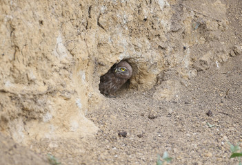 Adult birds and little owl chicks (Athene noctua) are photographed at close range closeup on a blurred background.
