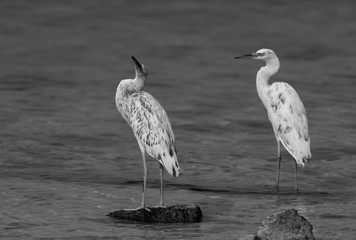A pair of white morphed  Western reef heron at Busaiteen coast, Bahrain