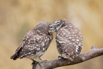 Adult birds and little owl chicks (Athene noctua) are photographed at close range closeup on a blurred background.