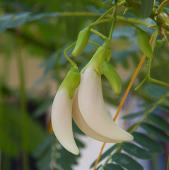 Tropical plant with white flowers. Asian agriculture. Macro photo. Thai exotic tree. Wallpaper, backdrop and postcard.