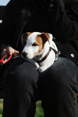 the puppy is lying on the owner's lap in the Park in sunny weather
