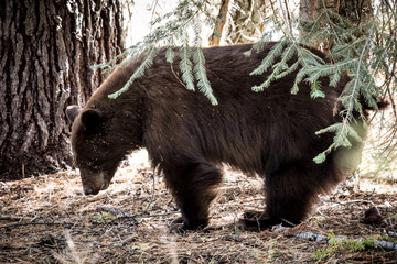 Black Bear in Sequoia California USA