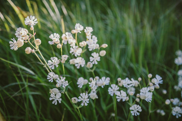 A close up of a flower