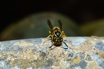 Macro von Wespe