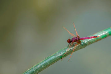 Male Scarlet Darter  dragonfly (Crocothemis erythraea) resting near a pond.