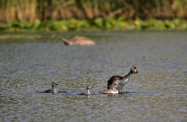 Great crested grebe (Podiceps cristatus) with two childern in water