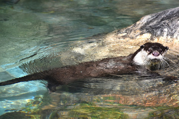 ツメナシカワウソ