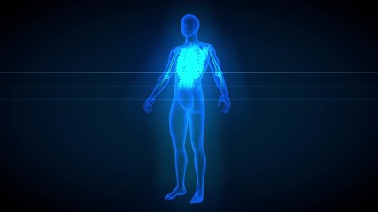 3 different 3D seamless looping animations in 1, male body - x-ray scan with organs and skeleton, 4K 60fps UHD 