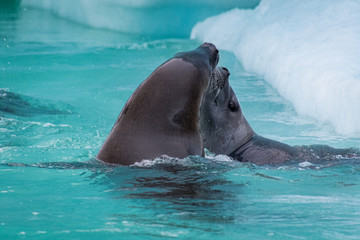 Crabeater Seals (Lobodon carcinophagus)