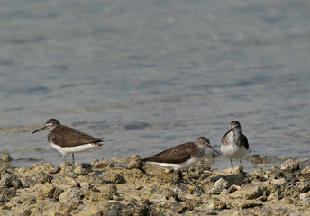 Green Sandpipers at Busaiteen coast of Bahrain