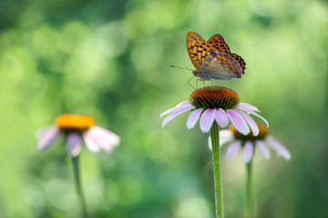 Butterfly Argynnis paphia collects nectar from an echinacea flower on a summer day in the garden