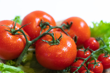 Juicy and fresh tomatoes ready for eating.