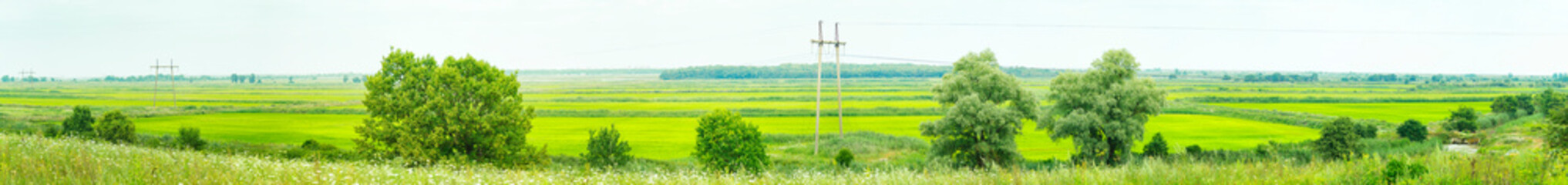 Rice fields divided into rectangular checks