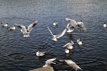 many gulls on the lake argue among themselves for a piece of bread