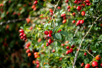 Obraz premium Rose hip bush with lovely red fruit.