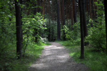 a corridor of trees in the forest. sunlight breaks through the branches of trees