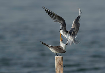 Greater Crested Tern fight for wooden log