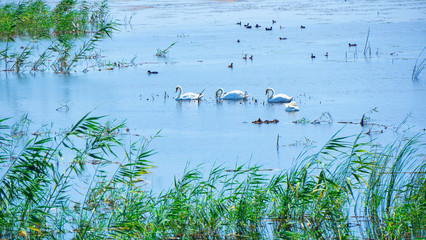 Swans swim in a flock in the lake