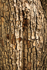 bark of a tree