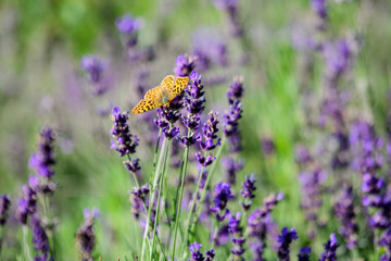 Many small blue lavender flowers in a sunny summer day in Scotland, United Kingdom, with selective focus, beautiful outdoor floral background.