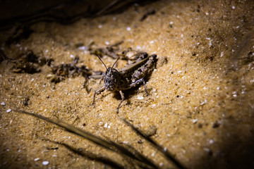 grasshopper on the ground