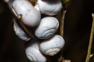 snail on a leaf