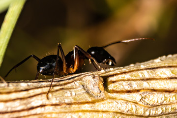 ant on a leaf
