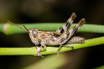 grasshopper on the grass