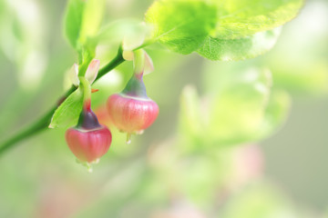 Macro photo of Blackberry with two pale pink flowers